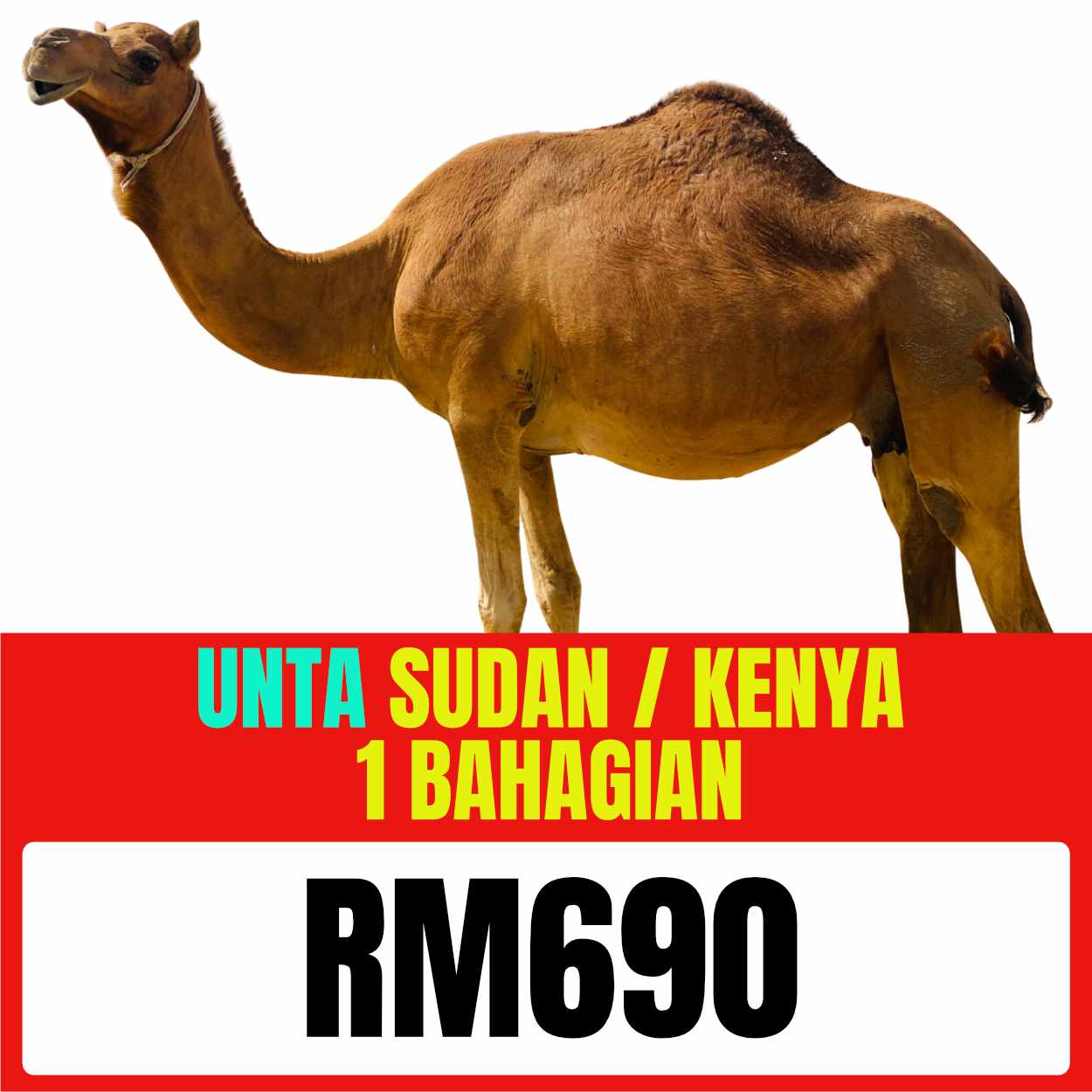 Gambar Unta — bahagian