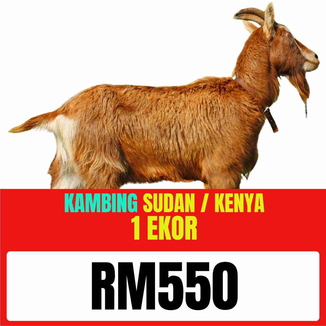 Gambar Kambing — seekor